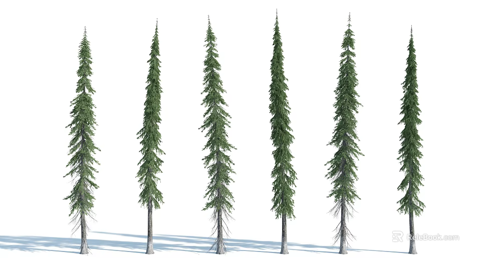 Tall Spruce Trees With Slender Trunks Lush Green Foliage And Natural Shadows 3d model 