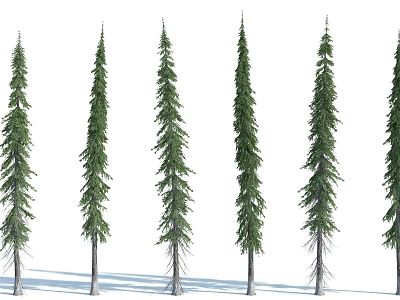 Tall Spruce Trees With Slender Trunks Lush Green Foliage And Natural Shadows 3d model