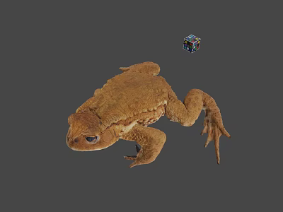 Game Movie Character Detailed Brown Toad With Colorful Cube 3D Render 3d model