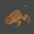 Game Movie Character Detailed Brown Toad With Colorful Cube 3D Render