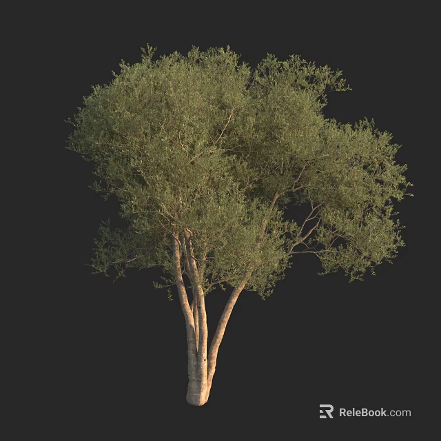 Lush Green Arbor Featuring Multiple Trunks and Dense Foliage on Black Background 3d model