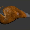 Orange Deep Sea Fish With Large Open Mouth Bioluminescent Lure White Fins And Bulbous Body