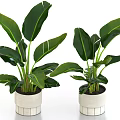 Pair of Large Leaf Potted Plants in White Striped Design Pots