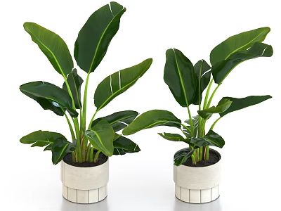 Pair of Large Leaf Potted Plants in White Striped Design Pots 3d model