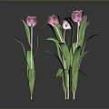 Pink Tulips With Green Leaves And Stems Against Dark Background With Reflections