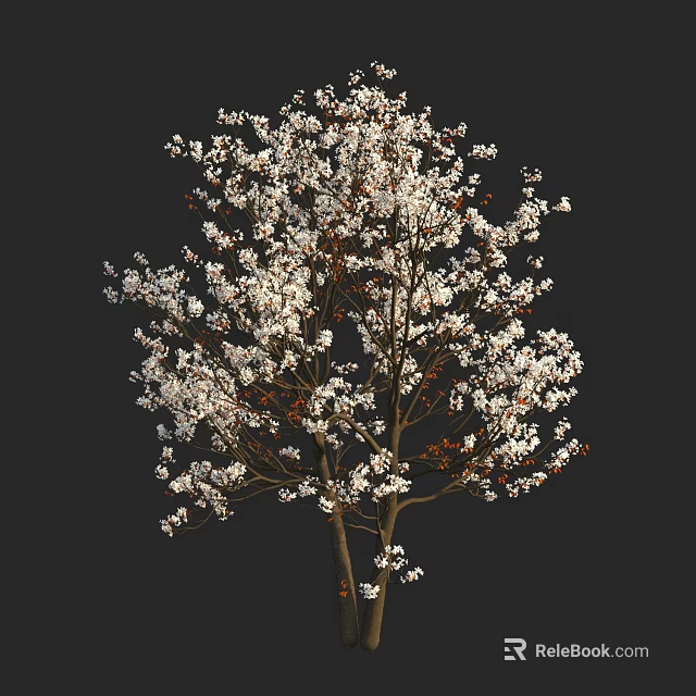 Tall Tree with White Blossoms in Full Bloom Against Dark Background 3d model
