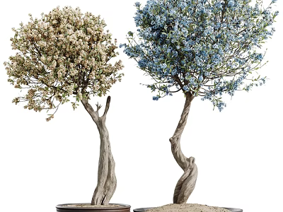 Two Bonsai Trees With Twisted Trunks And Colored Flowers In Sandy Pots 3d model