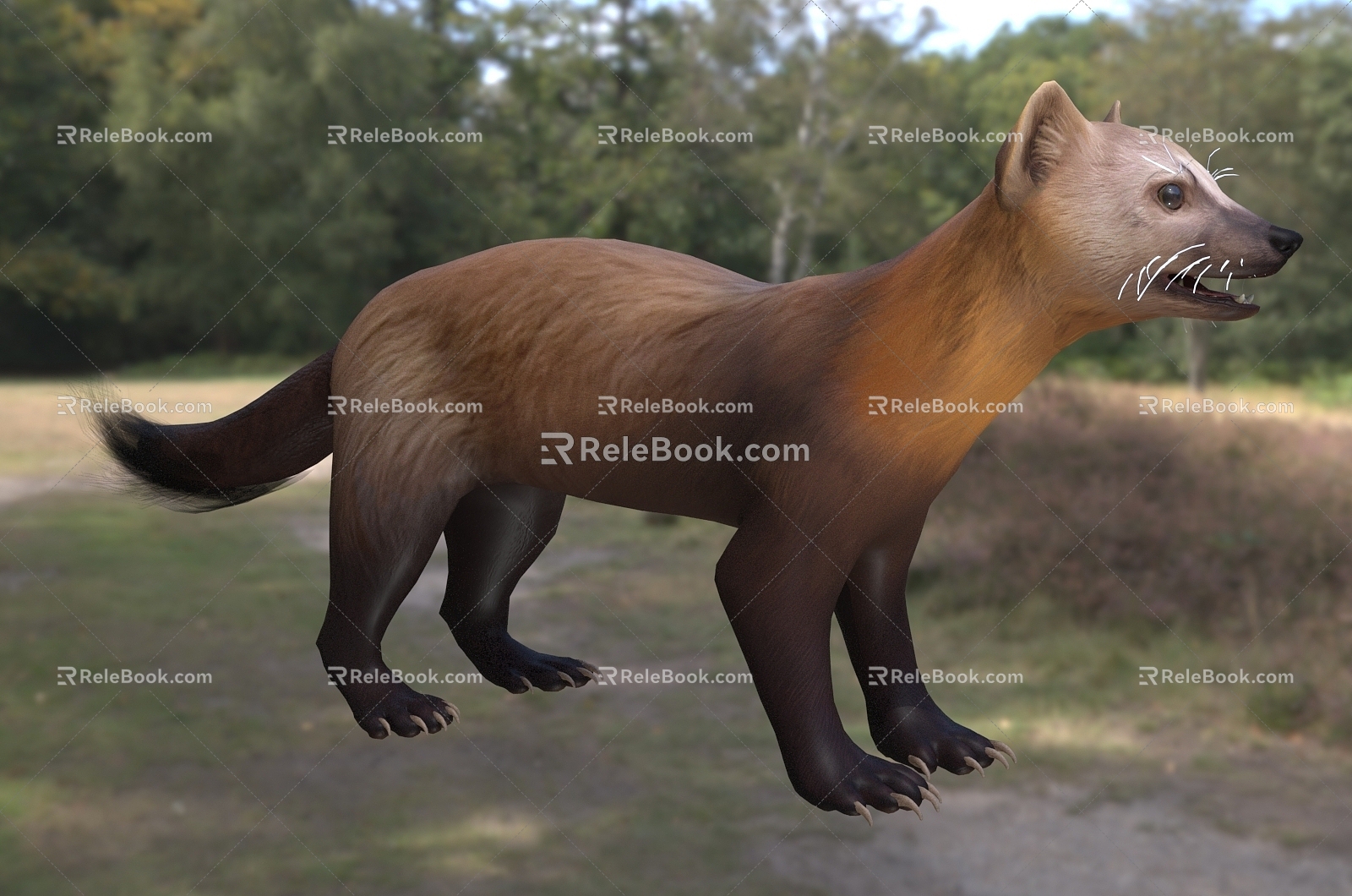 Sable named subspecies Toborsk sable animal 3d model