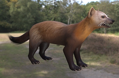 Sable named subspecies Toborsk sable animal 3d model