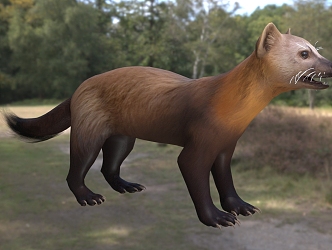 Sable named subspecies Toborsk sable animal 3d model