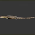 Crocodile 3D Model Lying on Black Surface With Reflection and Gradient Gray Background 3d model