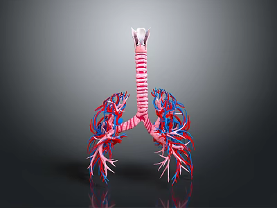 3D Anatomical Model Of Lungs Organ With Trachea And Hair Like Blood Vessels 3d model