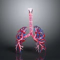 3D Anatomical Model Of Lungs Organ With Trachea And Hair Like Blood Vessels