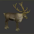 Brown And White Reindeer With Large Golden Antlers Standing On Dark Background
