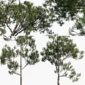 Arbor Trees Displaying Varied Heights And Lush Green Foliage In Natural Scene