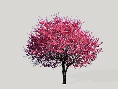 Pink Flowering Tree With Lush Pink Blossoms And Black Trunk 3d model