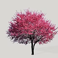 Pink Flowering Tree With Lush Pink Blossoms And Black Trunk