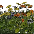 Vibrant Colorful Flowers With Orange Yellow Purple White Blooms And Green Leaves In Garden