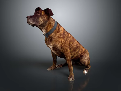 Brindle Brown Dog Portrait Sitting Looking Sideways Wearing Collar On Gray Background 3d model