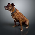 Brindle Brown Dog Portrait Sitting Looking Sideways Wearing Collar On Gray Background
