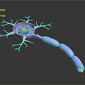 3D Rendered Neuron Structure Medical Device for Medical Education and Research