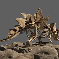 Reptile Dinosaur Skeleton With Dorsal Plates And Long Horns On Rocky Surface