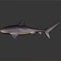 Striped Purple Shark 3D Rendered Full Body View On Gray Background