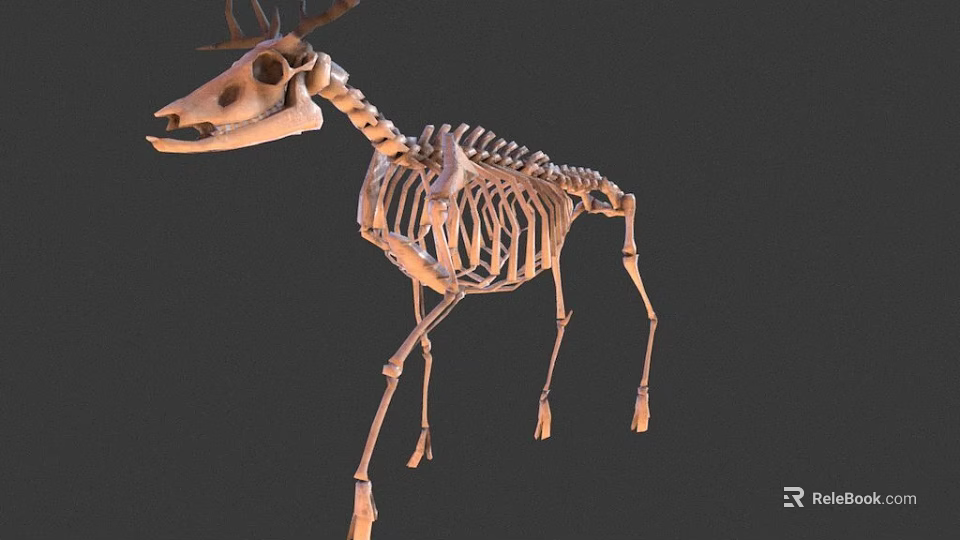 Deer Skeleton Display Showing Detailed Bone Structure And Natural Stance 3d model