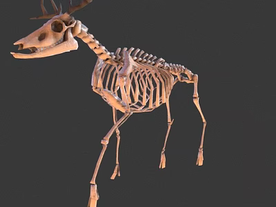 Deer Skeleton Display Showing Detailed Bone Structure And Natural Stance 3d model