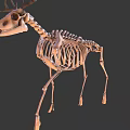Deer Skeleton Display Showing Detailed Bone Structure And Natural Stance 3d model