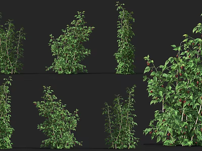 Various Green Crop Plants With Different Varieties Leaves And Fruits 3d model
