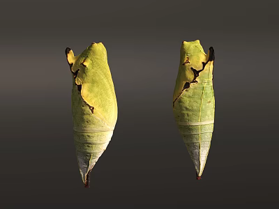 Natural Detailed Green Chrysalises With Brown Edges On Gray Background 3d model