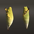 Natural Detailed Green Chrysalises With Brown Edges On Gray Background