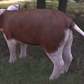 Modern Hereford Piggy Animal Creatures 3d model