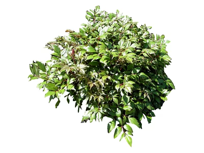 Modern shrub grass 3d model Modern shrub grass 3d model