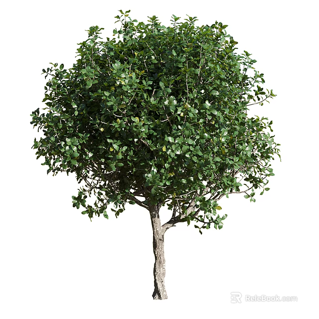 Lush Arbor With Green Leaves And Rounded Crown On White Background 3d model 