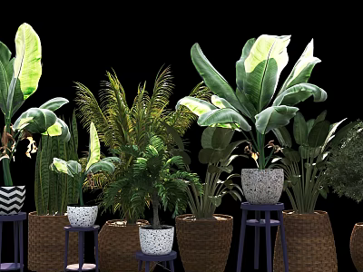 Various Potted Houseplants With Large Leaves And Woven Patterned Planters On Small Stools 3d model