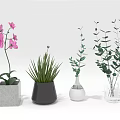 Different Potted Plants Including Pink Orchid Green Succulent And Leafy Plants In Varied Vases