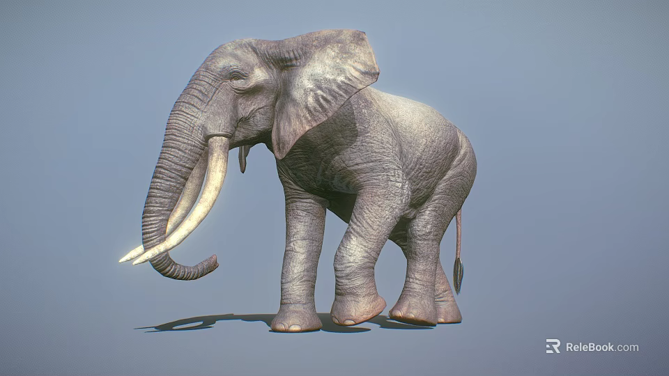 Realistic Gray Elephant With Long White Tusks Standing On Blue Background 3d model