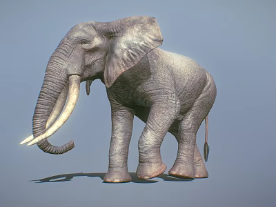 Realistic Gray Elephant With Long White Tusks Standing On Blue Background 3d model