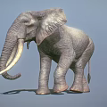 Realistic Gray Elephant With Long White Tusks Standing On Blue Background 3d model