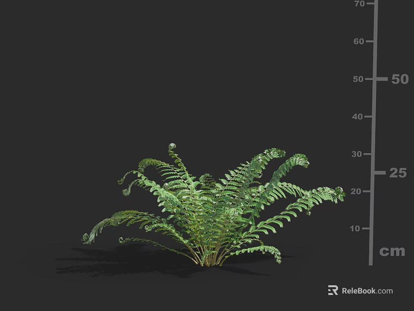 Lush Green Fern Plant With 50 cm Height And Curved Fronds On Black Background 3d model 