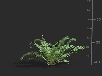Lush Green Fern Plant With 50 cm Height And Curved Fronds On Black Background 3d model