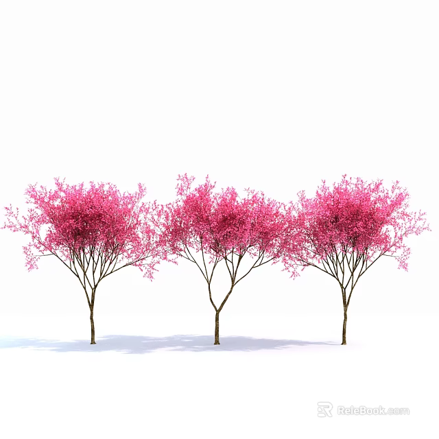 Three Pink Flowering Trees With Slender Trunks Full Of Flowers Against White Background 3d model 