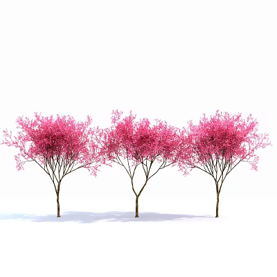Three Pink Flowering Trees With Slender Trunks Full Of Flowers Against White Background 3d model