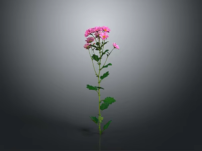 Single Stem Plant With Pink Flowers And Green Leaves On Gray Background 3d model