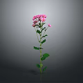 Single Stem Plant With Pink Flowers And Green Leaves On Gray Background