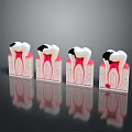 Dental Organ Structure Models Showing Healthy And Decayed Tooth Stages 3d model