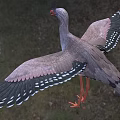 Red-legged Crane Cranes Cranidae Birds 3d model