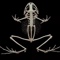 Complete Frog Skeleton Anatomical Structure Detailed Scientific View On Black Background 3d model